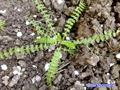 Froriepia